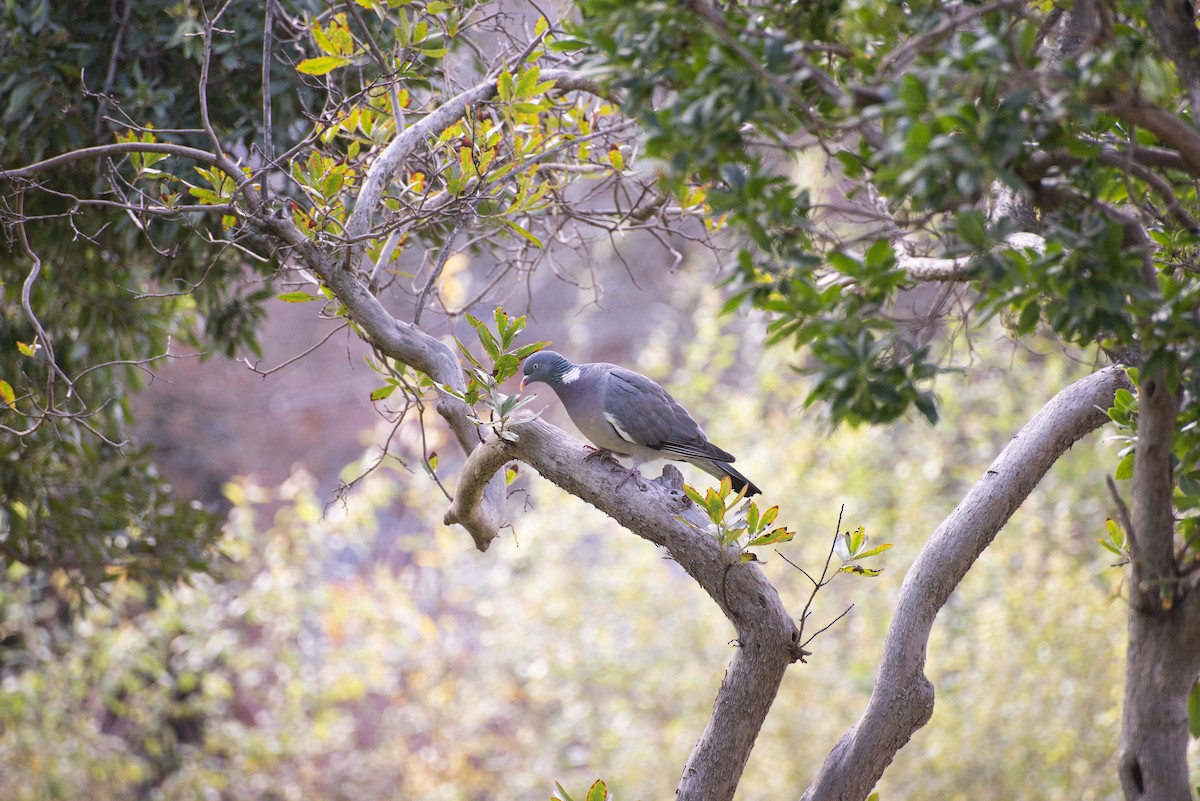 Common Wood-Pigeon - ML646980924