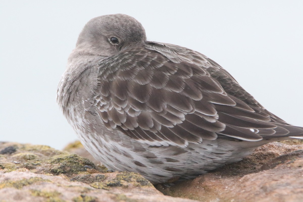 ムラサキハマシギ - ML646980925