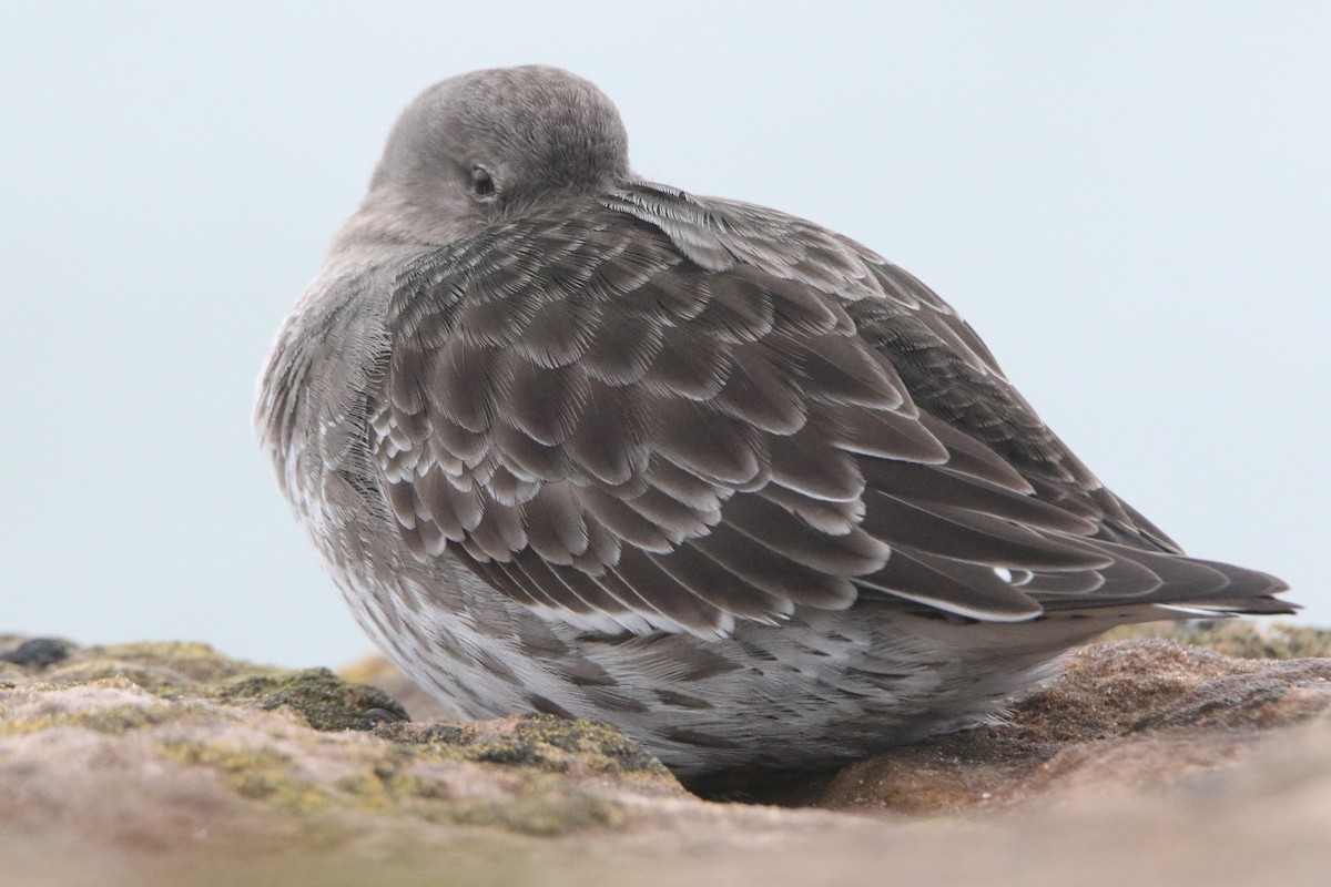 ムラサキハマシギ - ML646980926