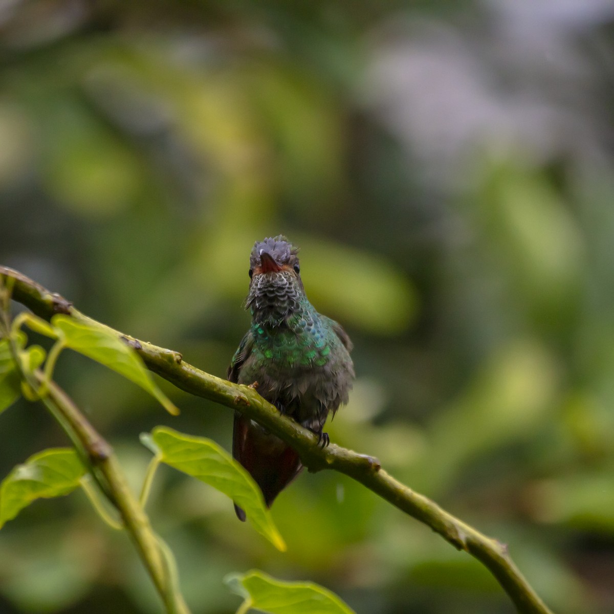 Rufous-tailed Hummingbird - ML646980933