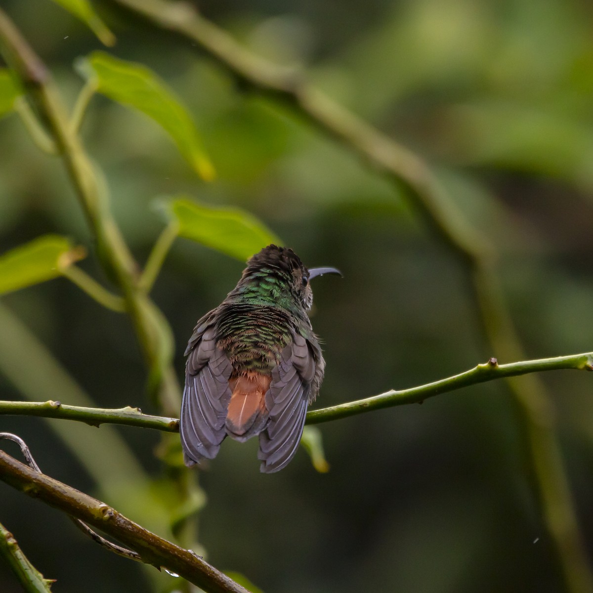 Rufous-tailed Hummingbird - ML646980934