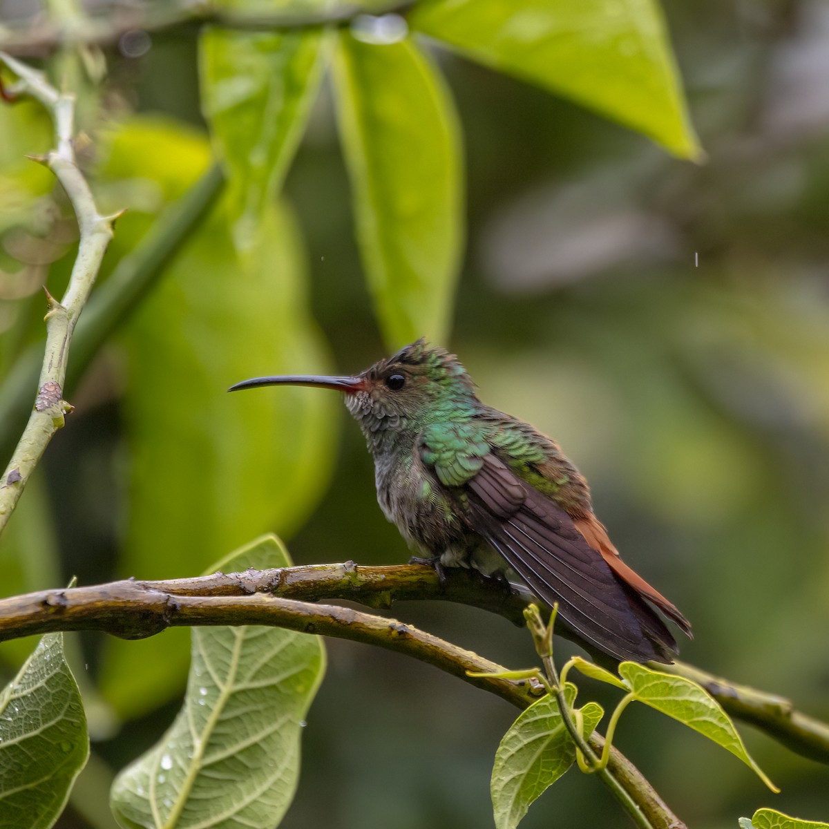 Rufous-tailed Hummingbird - ML646980935