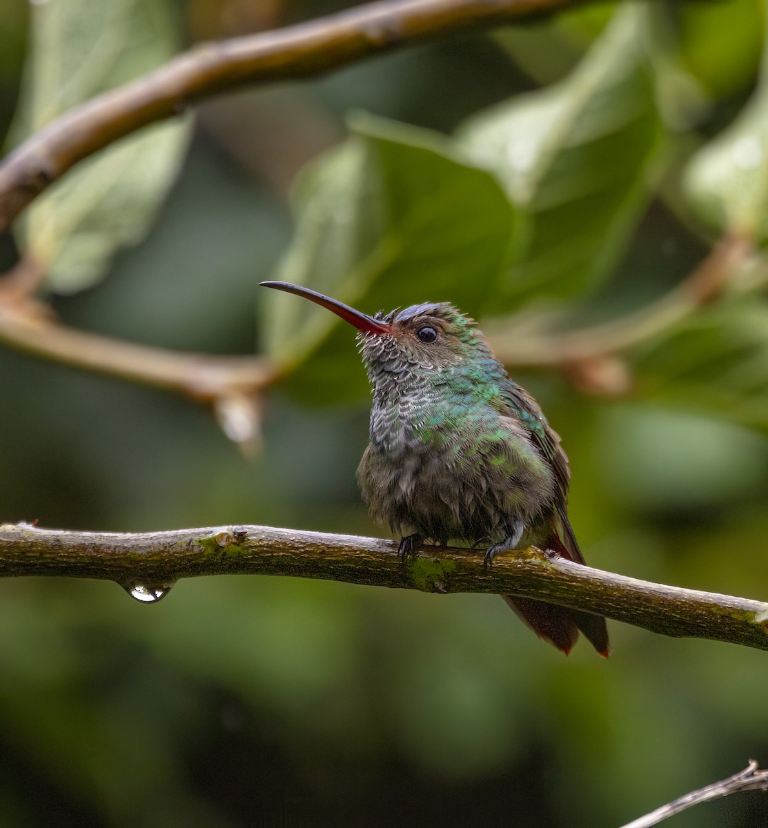 Rufous-tailed Hummingbird - ML646980936