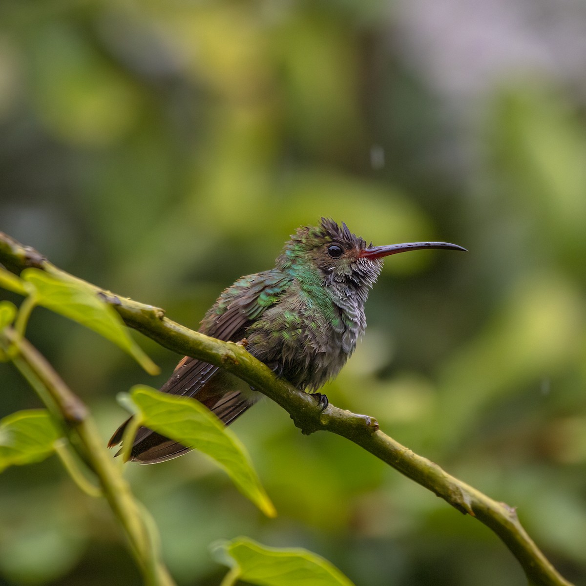 Rufous-tailed Hummingbird - ML646980937