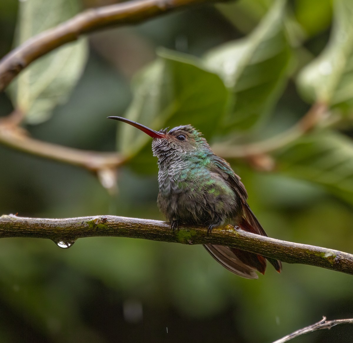 Rufous-tailed Hummingbird - ML646980938