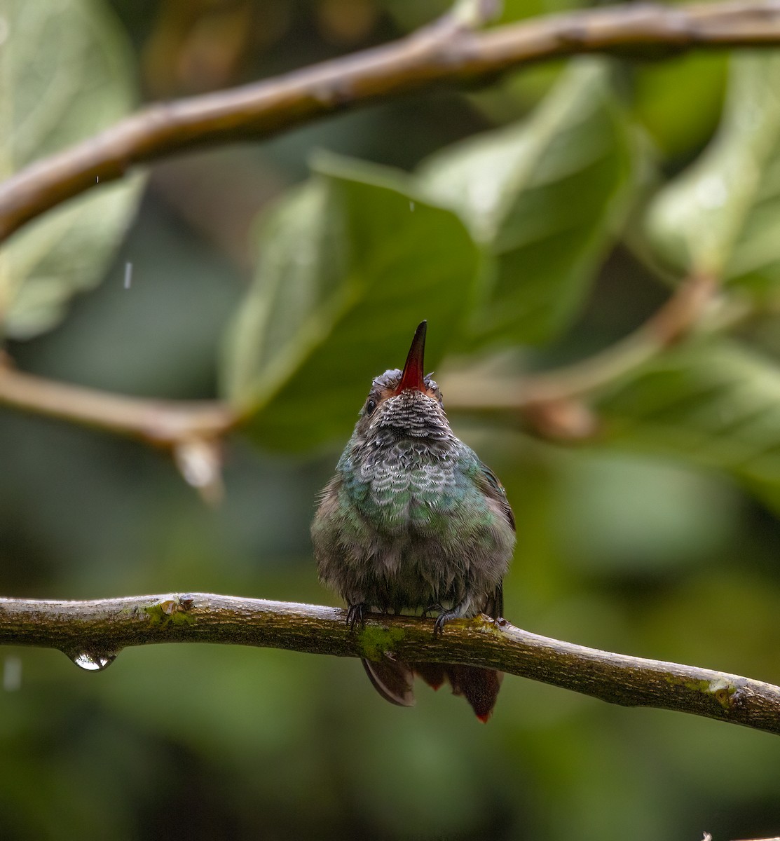 Rufous-tailed Hummingbird - ML646980939