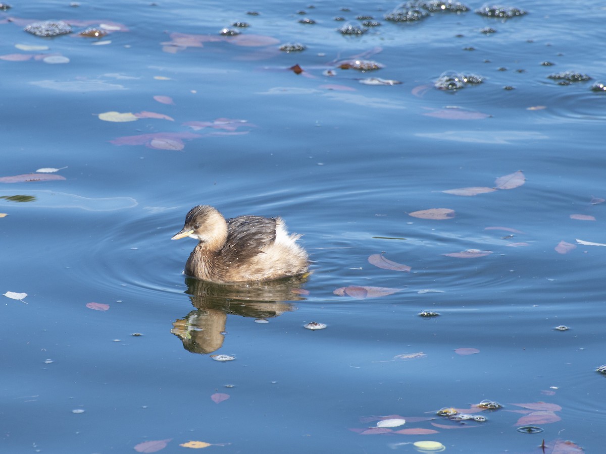 Little Grebe - ML646980941