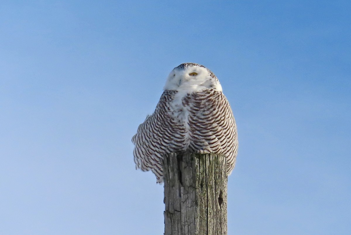 Snowy Owl - ML646980945