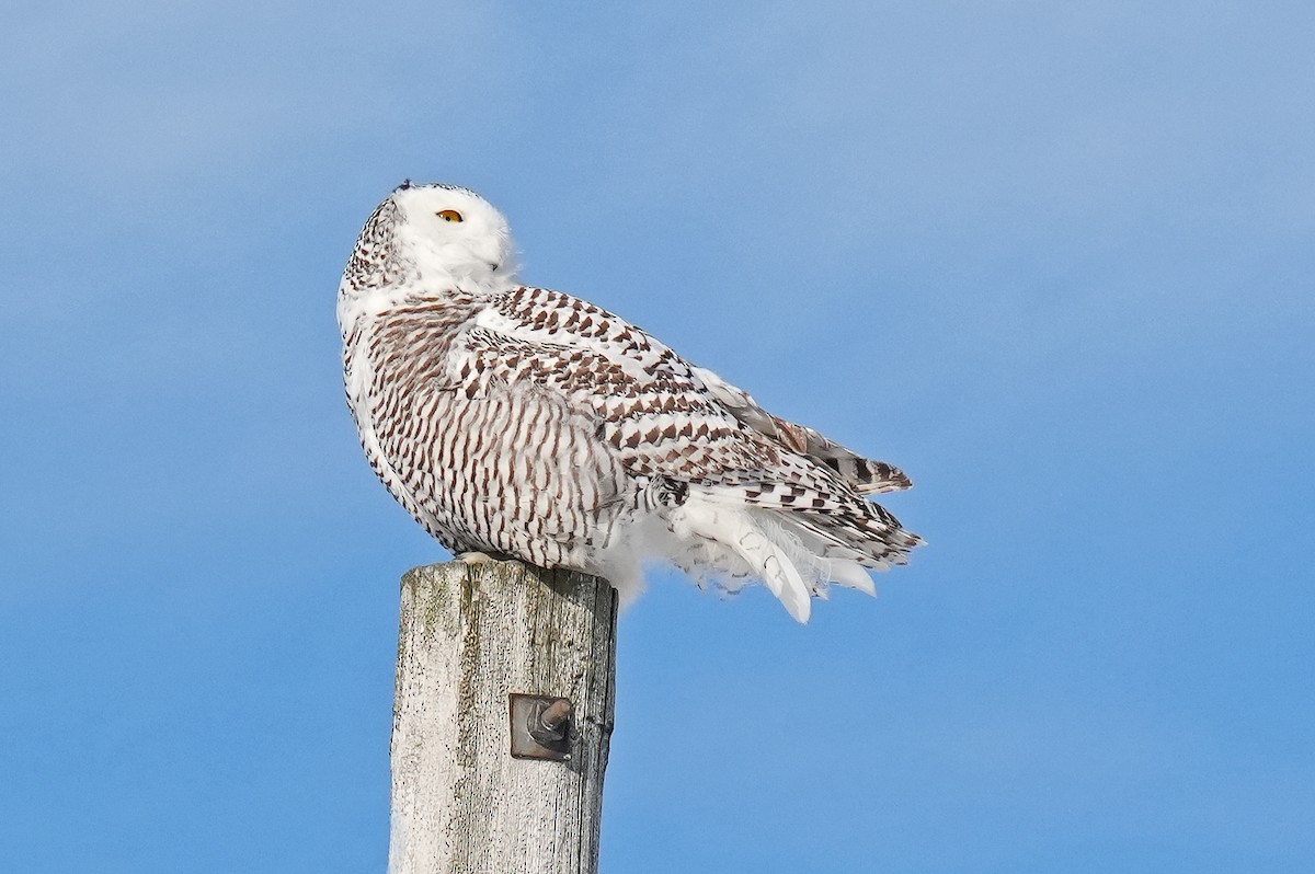 Snowy Owl - ML646980946