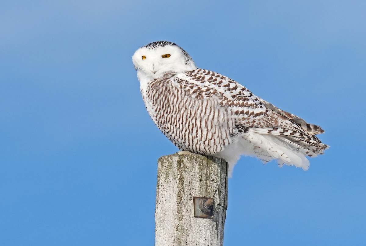 Snowy Owl - ML646980947