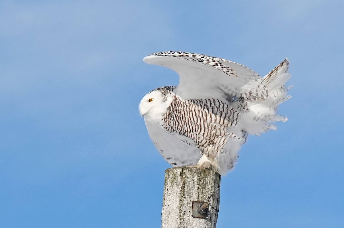 Snowy Owl - ML646980948
