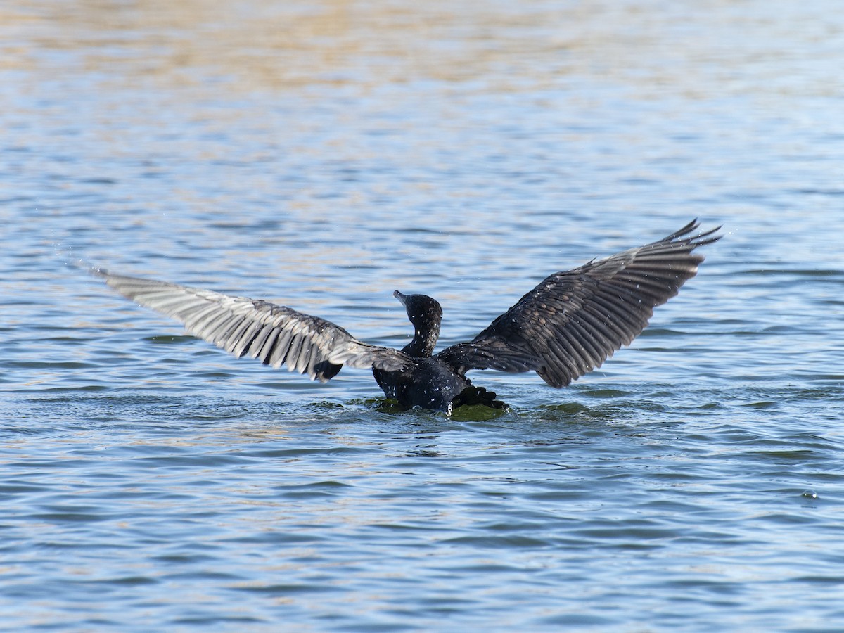 storskarv - ML646980950