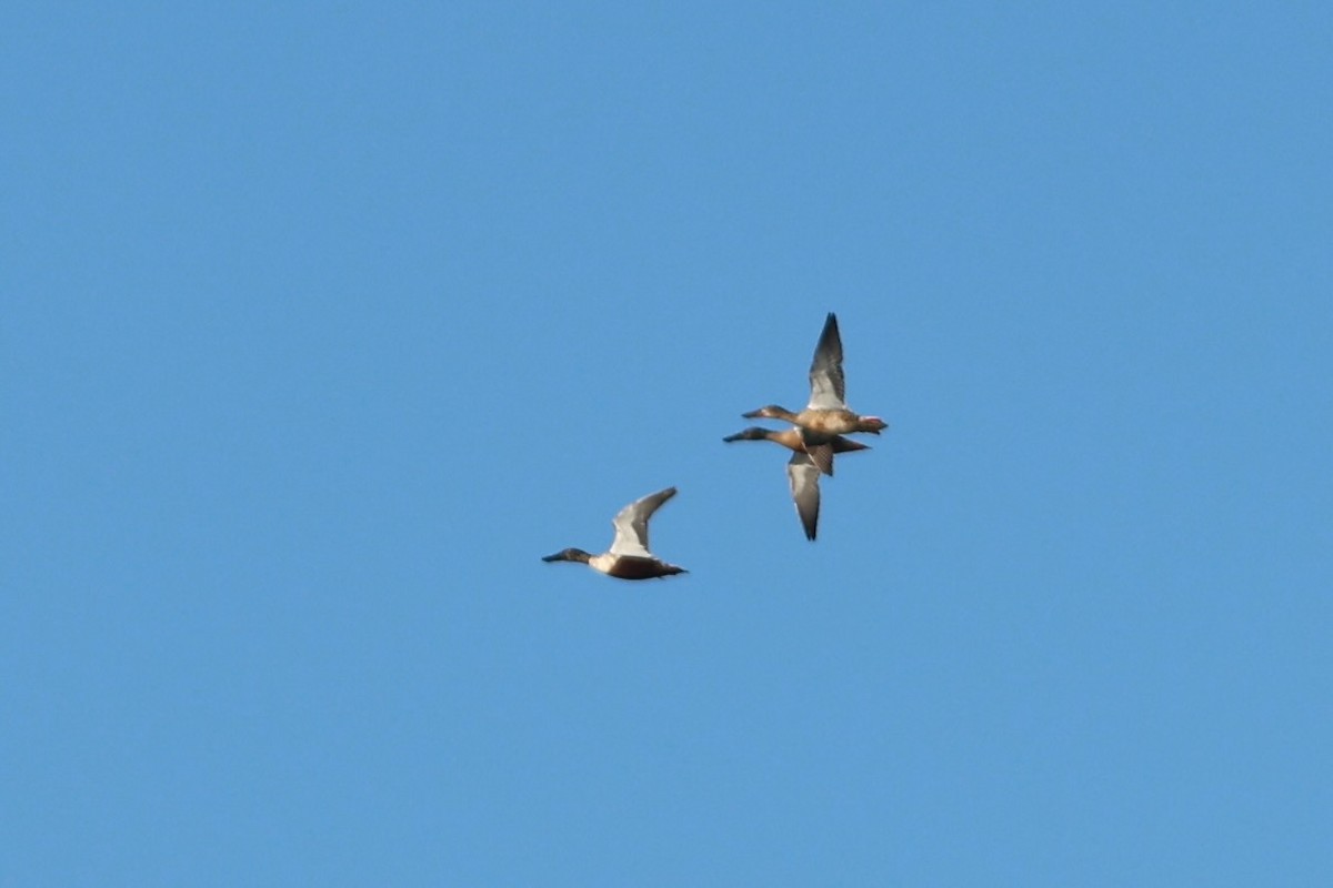 Cuchara Común - ML646980952