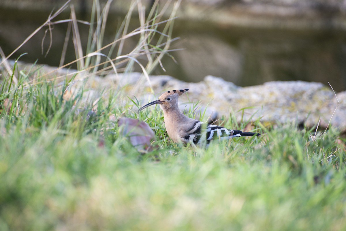 Common Hoopoe - ML646980955