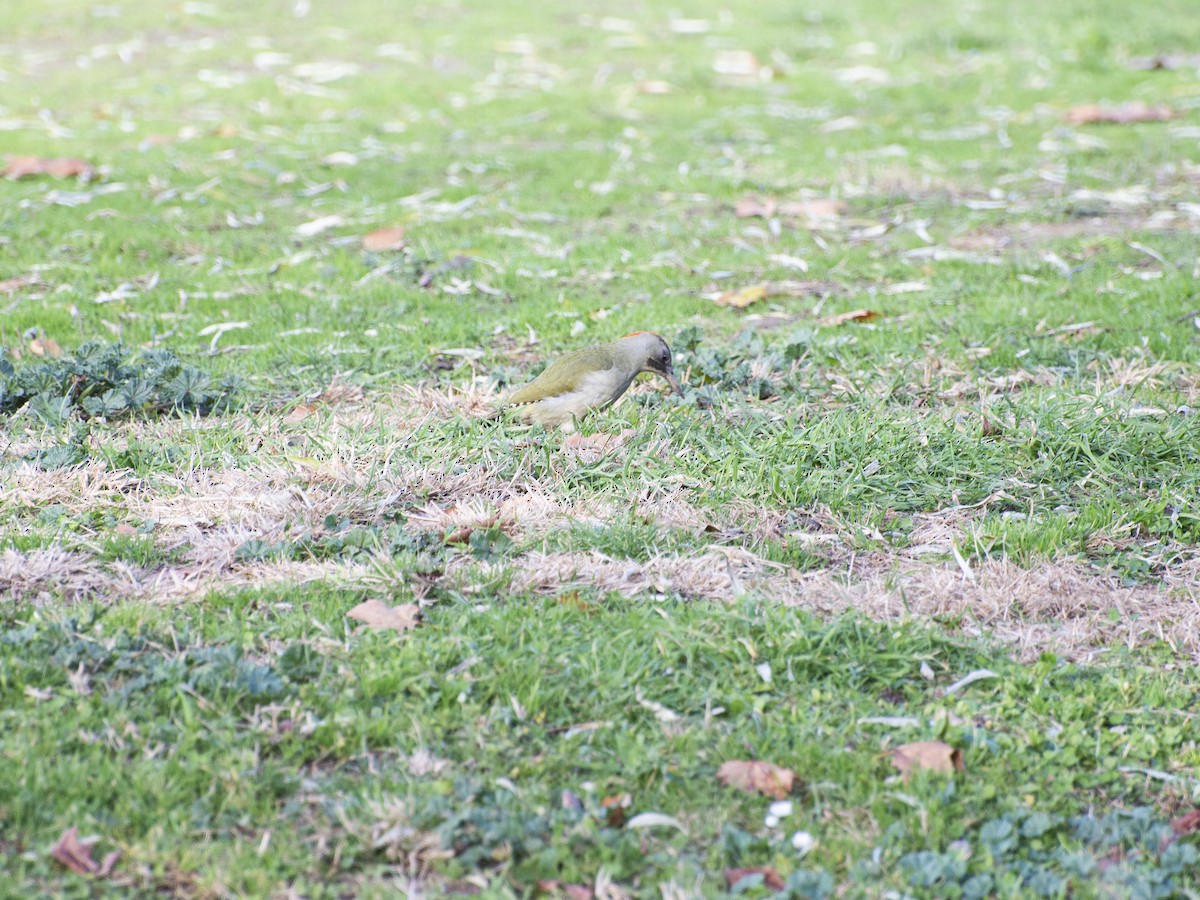 Iberian Green Woodpecker - ML646980957