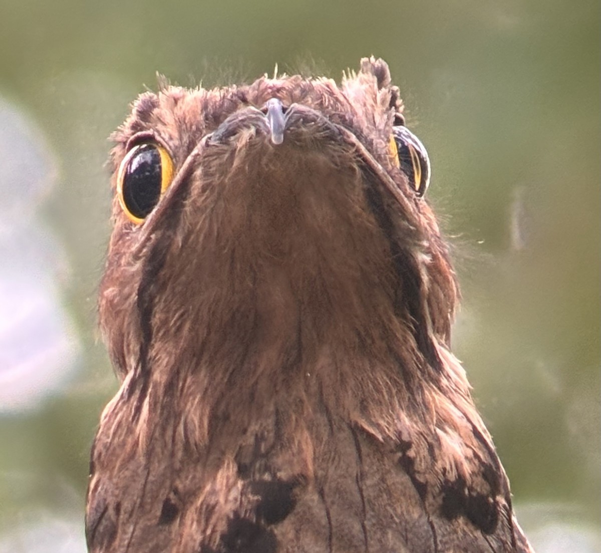 Common Potoo - ML646980959