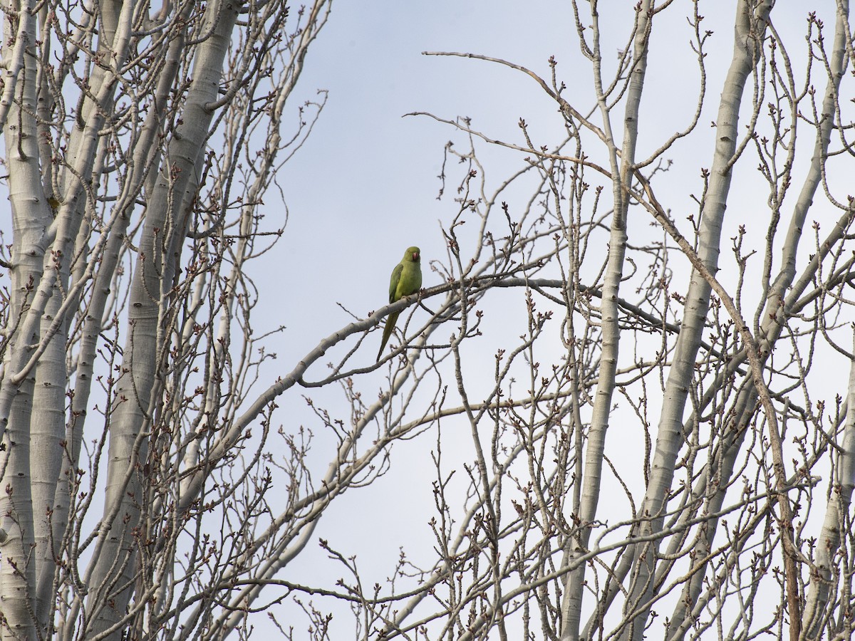 Rose-ringed Parakeet - ML646980962