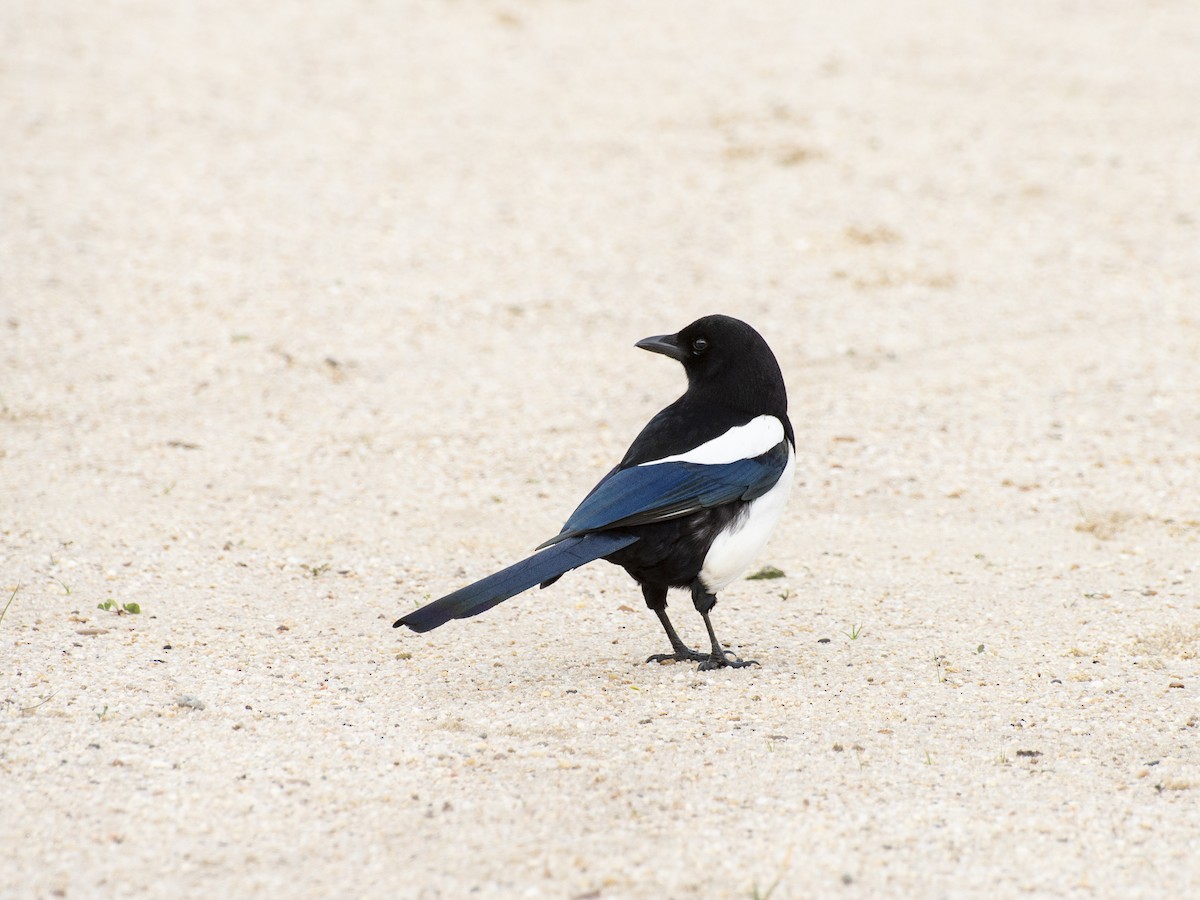 Eurasian Magpie - ML646980965