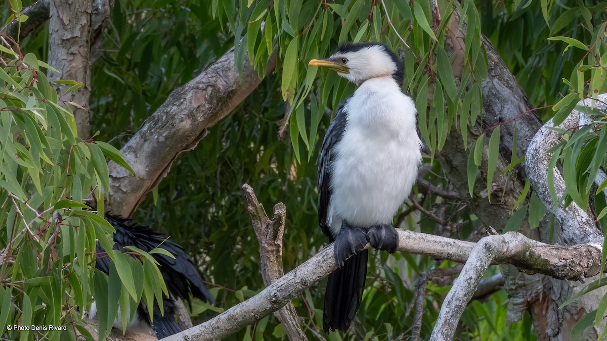 Little Pied Cormorant - ML646980970