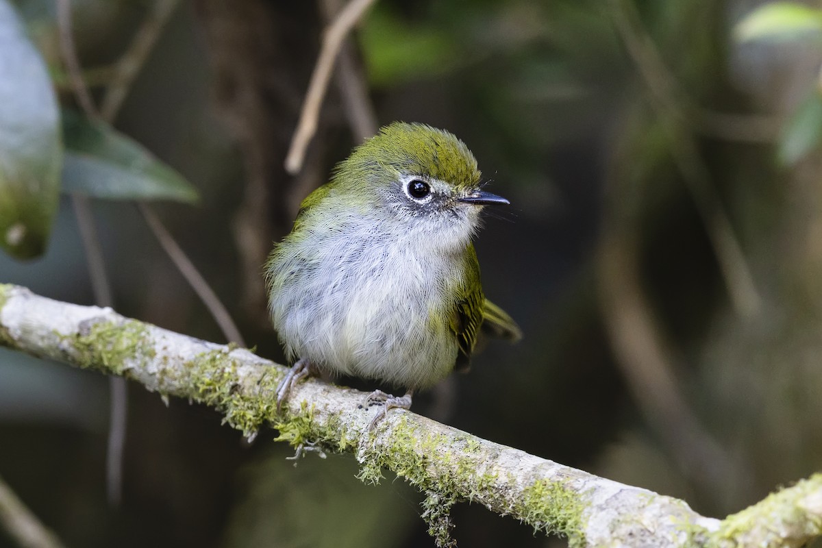 Serra do Mar Bristle-Tyrant - ML646980972