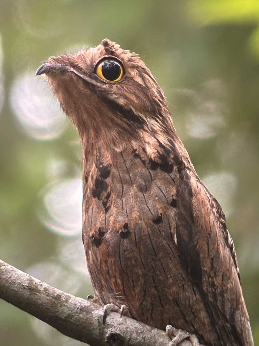 Common Potoo - ML646980975