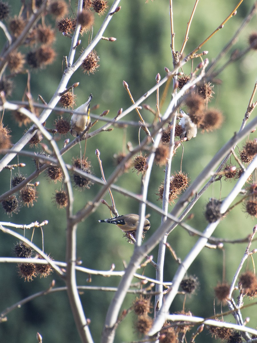 European Goldfinch - ML646980978