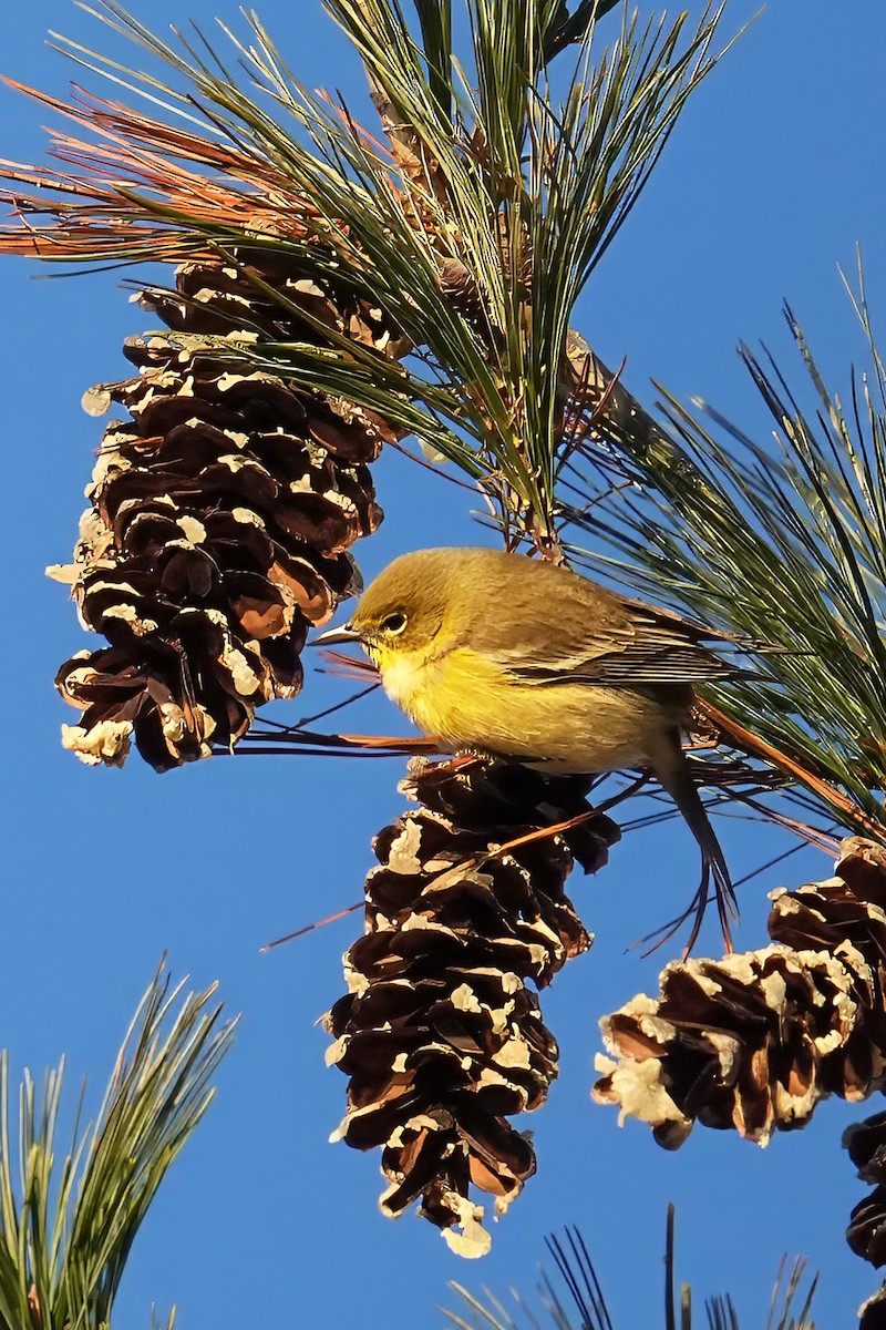 マツアメリカムシクイ - ML646980981