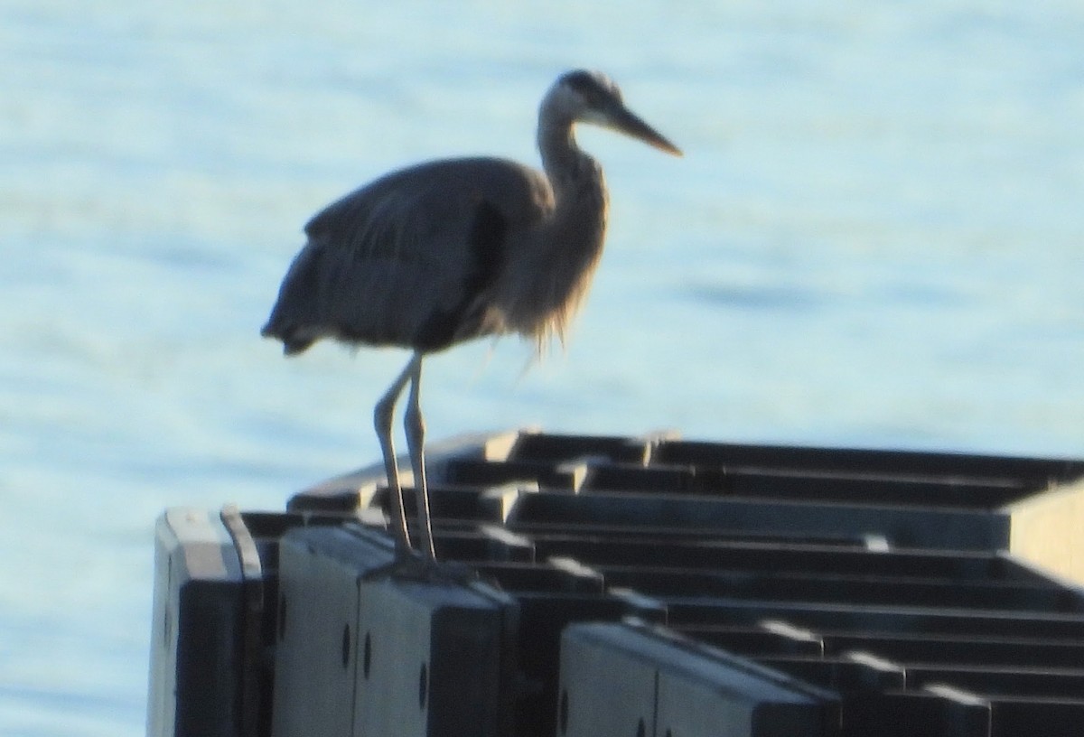 オオアオサギ - ML646980982