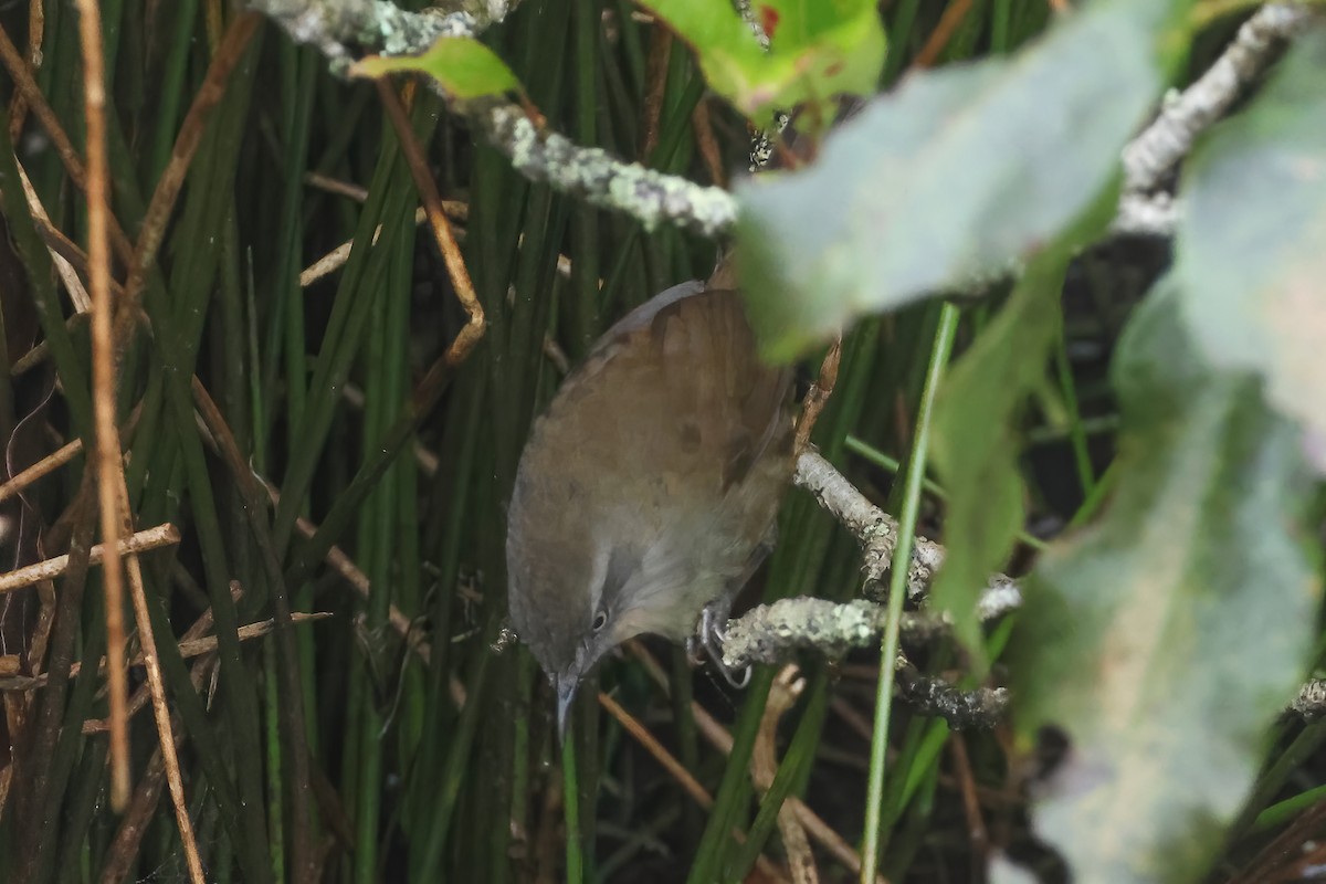 セイロンオウギセッカ - ML646980990