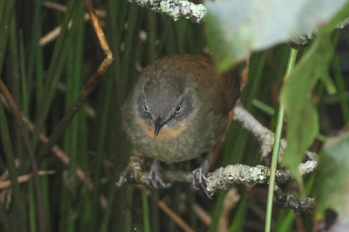 セイロンオウギセッカ - ML646980991