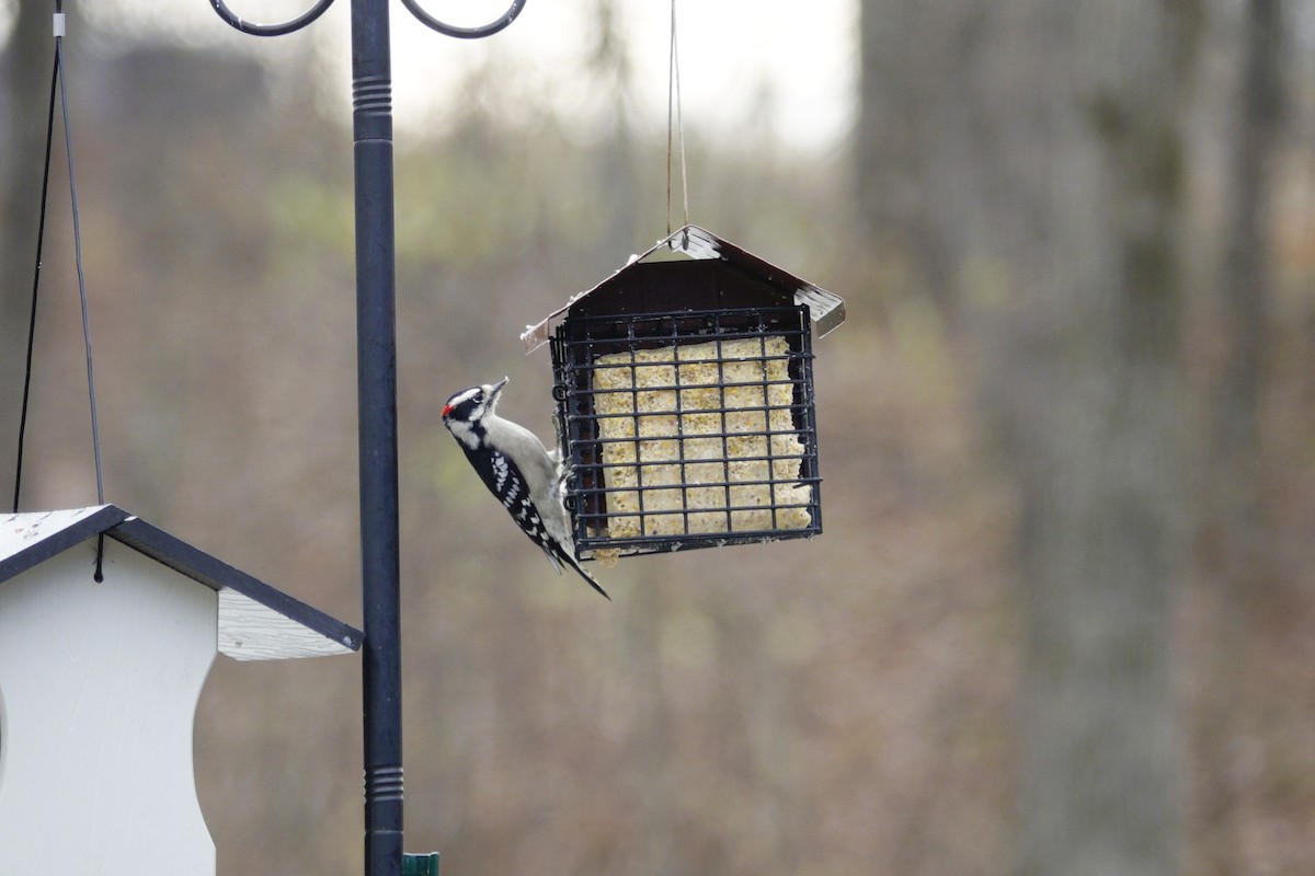 Downy Woodpecker - ML646981008