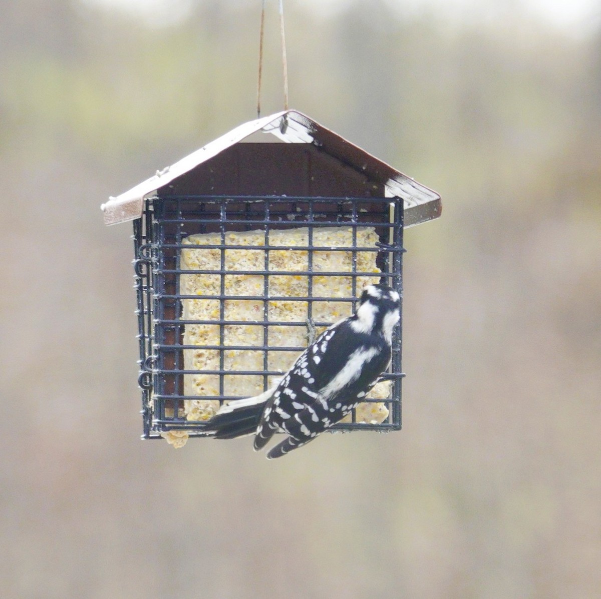 Downy Woodpecker - ML646981009