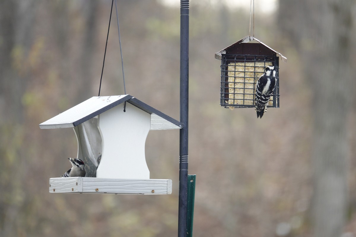 Downy Woodpecker - ML646981010
