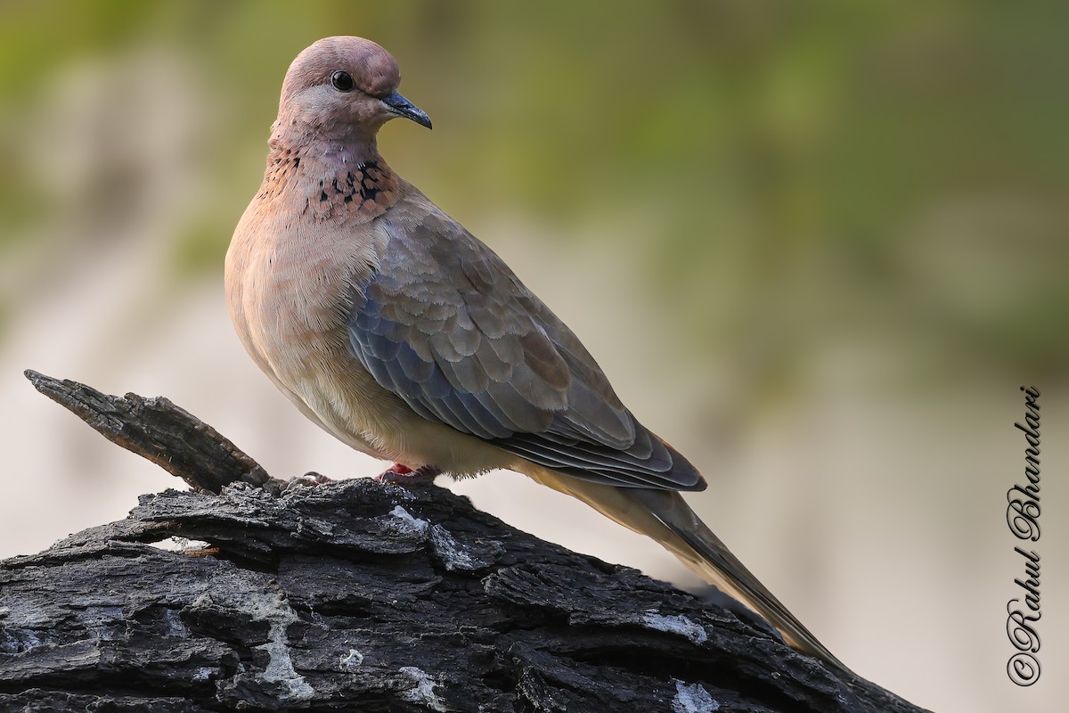 ワライバト - ML646981012