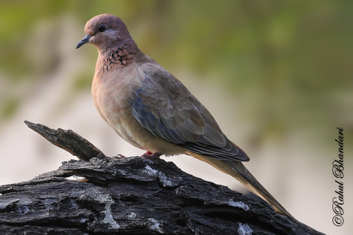 ワライバト - ML646981013