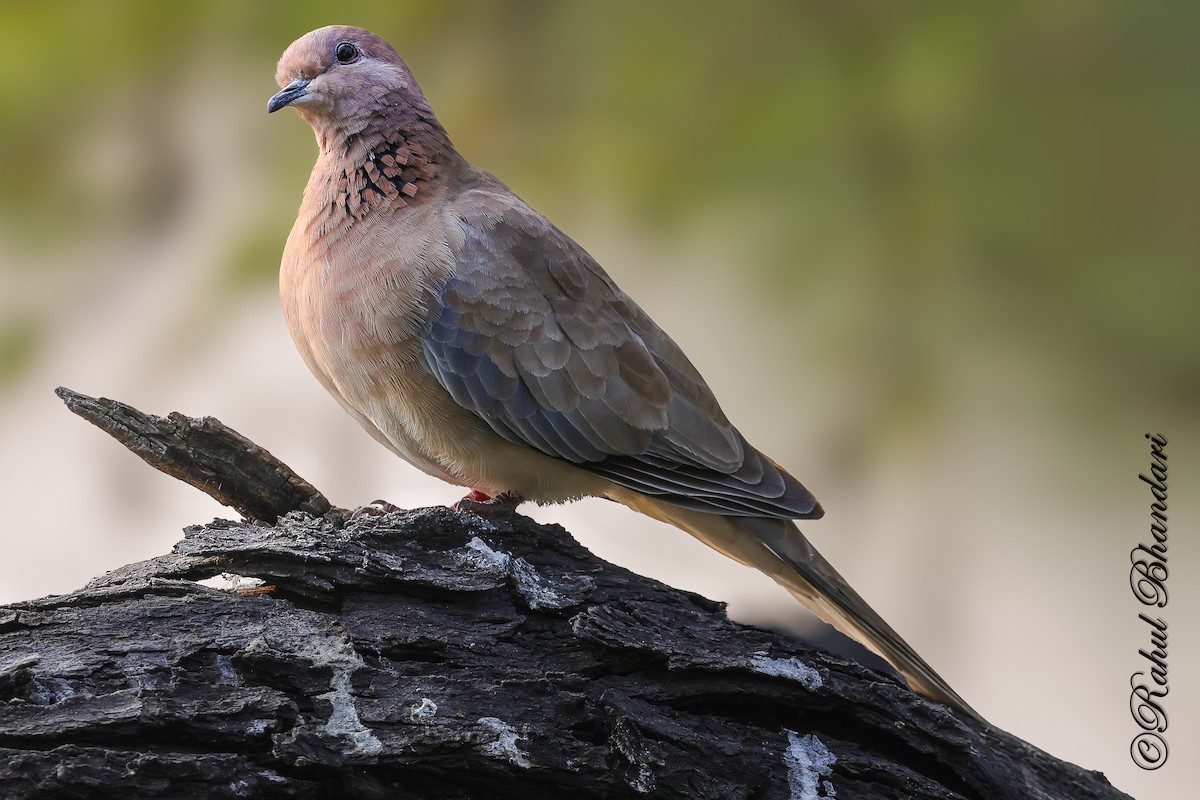 ワライバト - ML646981014