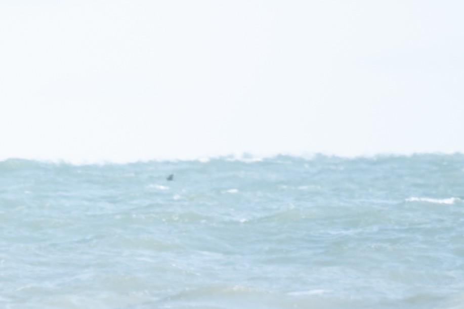 Págalo pomarino/parásito/rabero - ML646981017