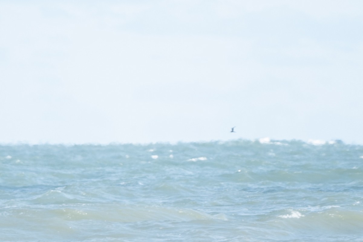 Págalo pomarino/parásito/rabero - ML646981018