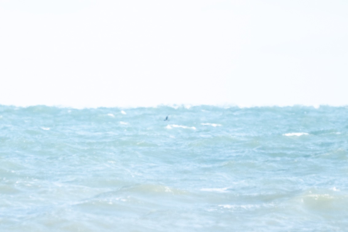 Págalo pomarino/parásito/rabero - ML646981019