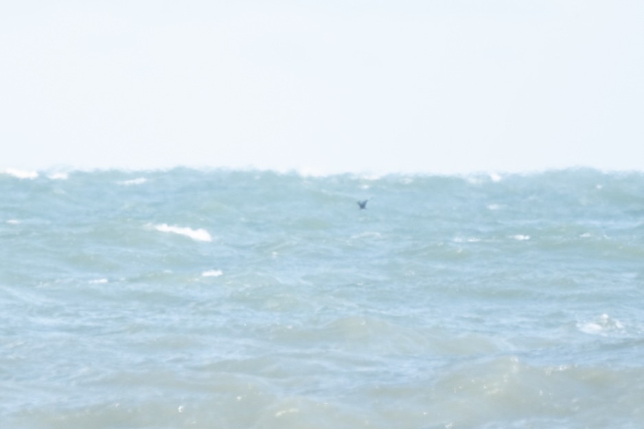 Págalo pomarino/parásito/rabero - ML646981020