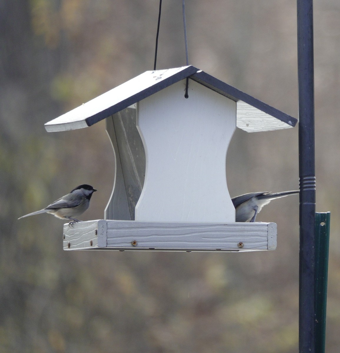 Carolina/Black-capped Chickadee - ML646981025