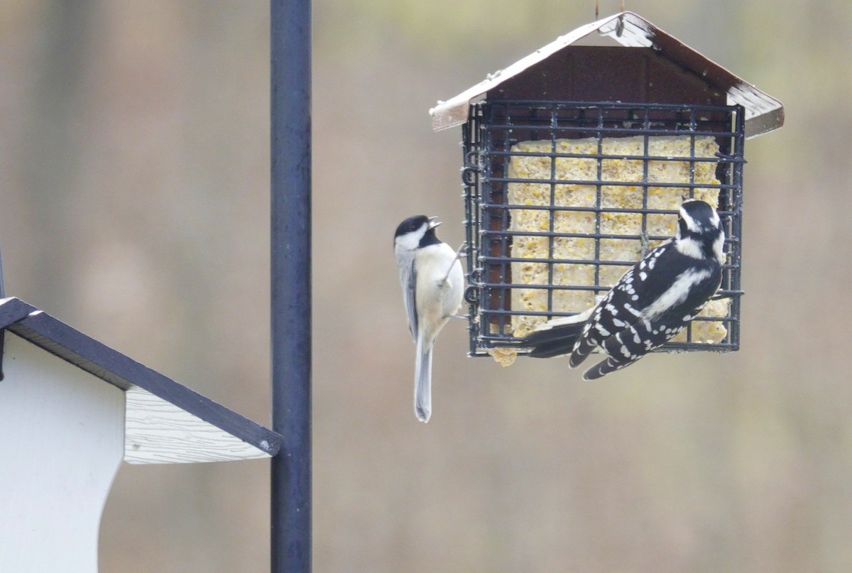 Carolina/Black-capped Chickadee - ML646981026