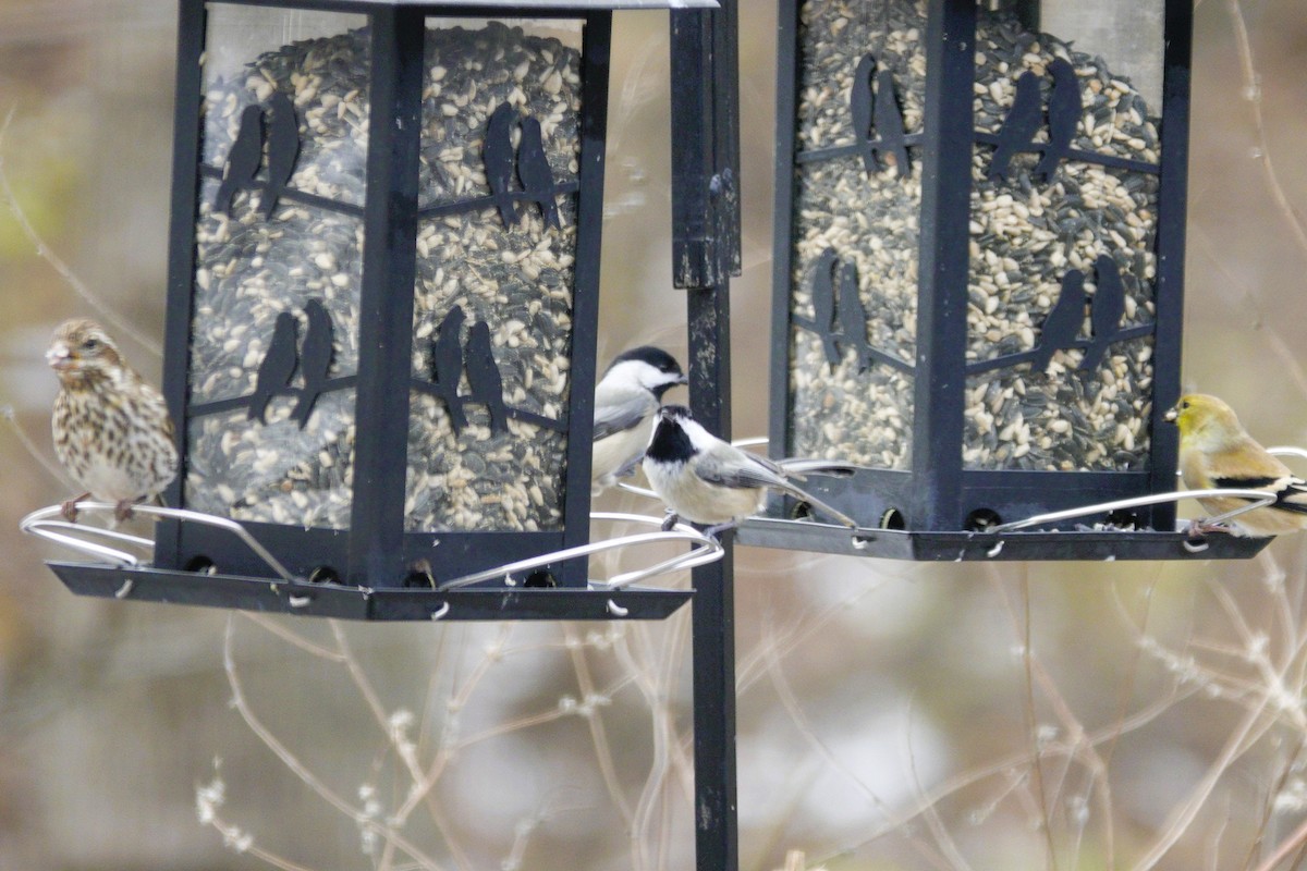 Carolina/Black-capped Chickadee - ML646981027