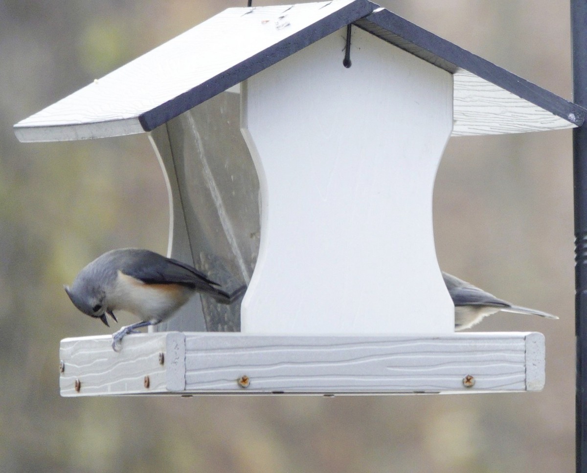 Tufted Titmouse - ML646981031