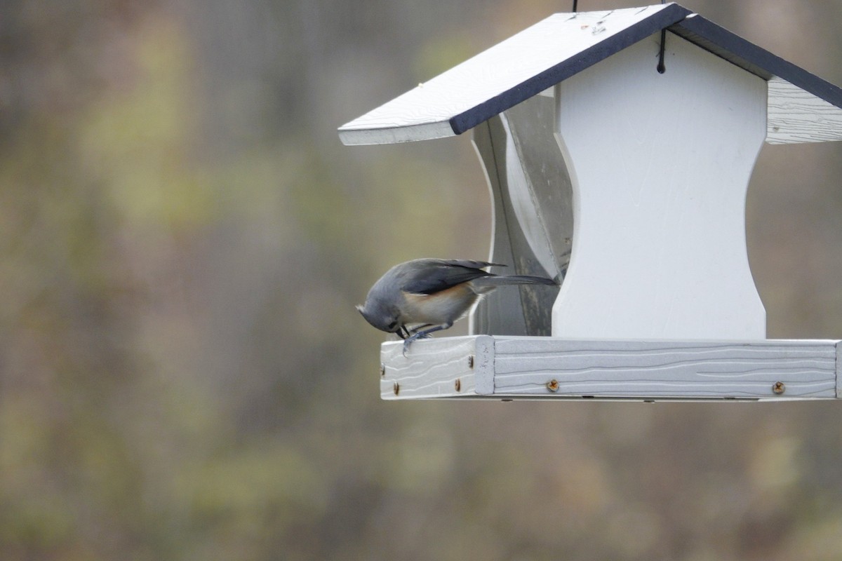 Tufted Titmouse - ML646981032
