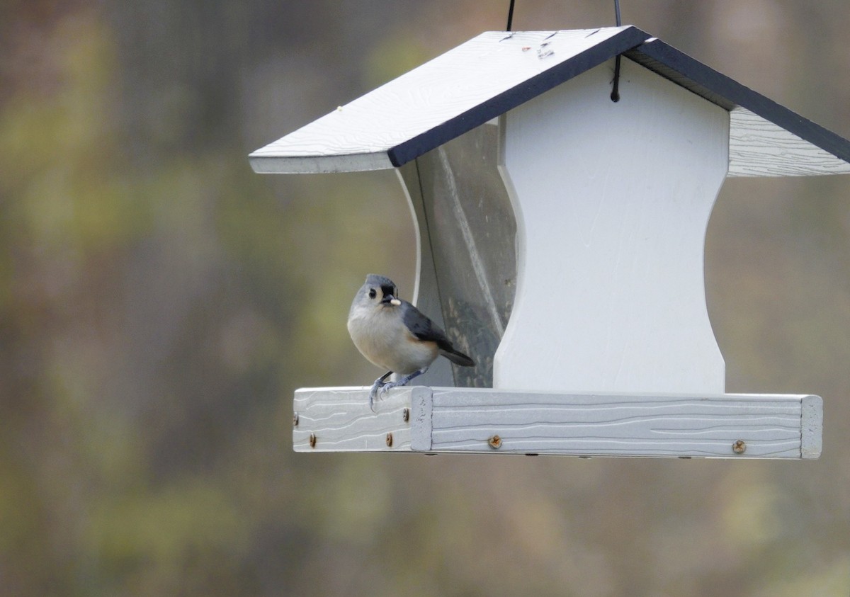 Tufted Titmouse - ML646981033