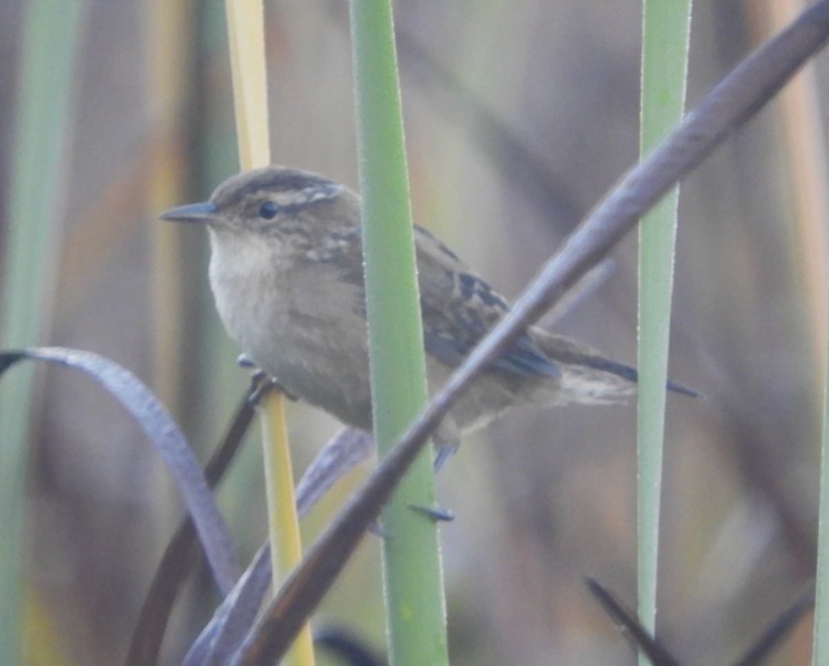 Marsh Wren - ML646981034