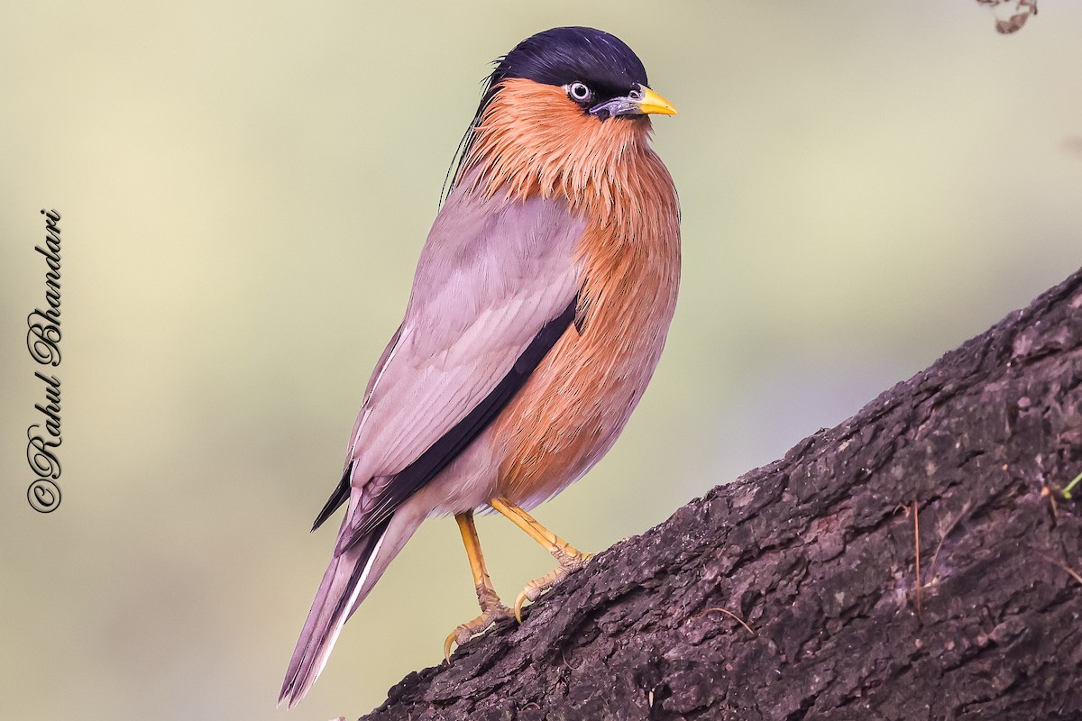 Pagodenstar - ML646981037