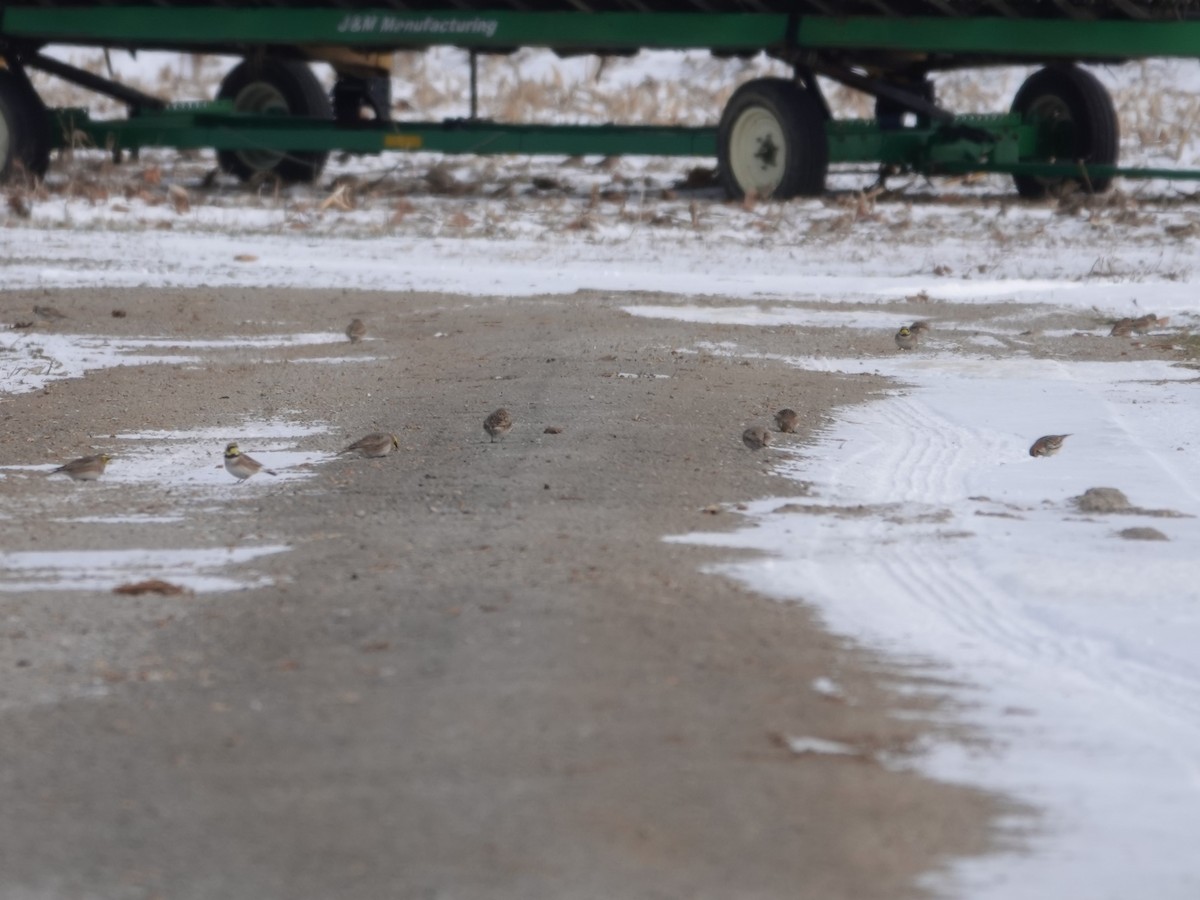 Horned Lark - ML646981040