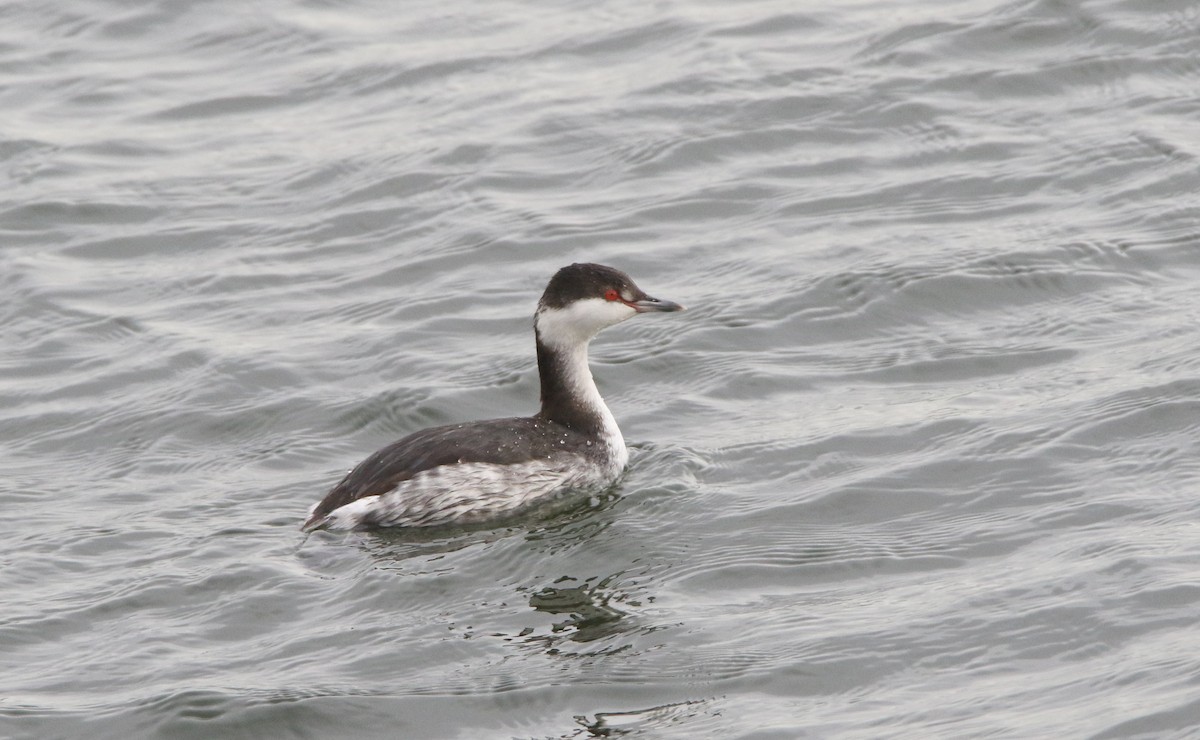 Ohrentaucher - ML646981041